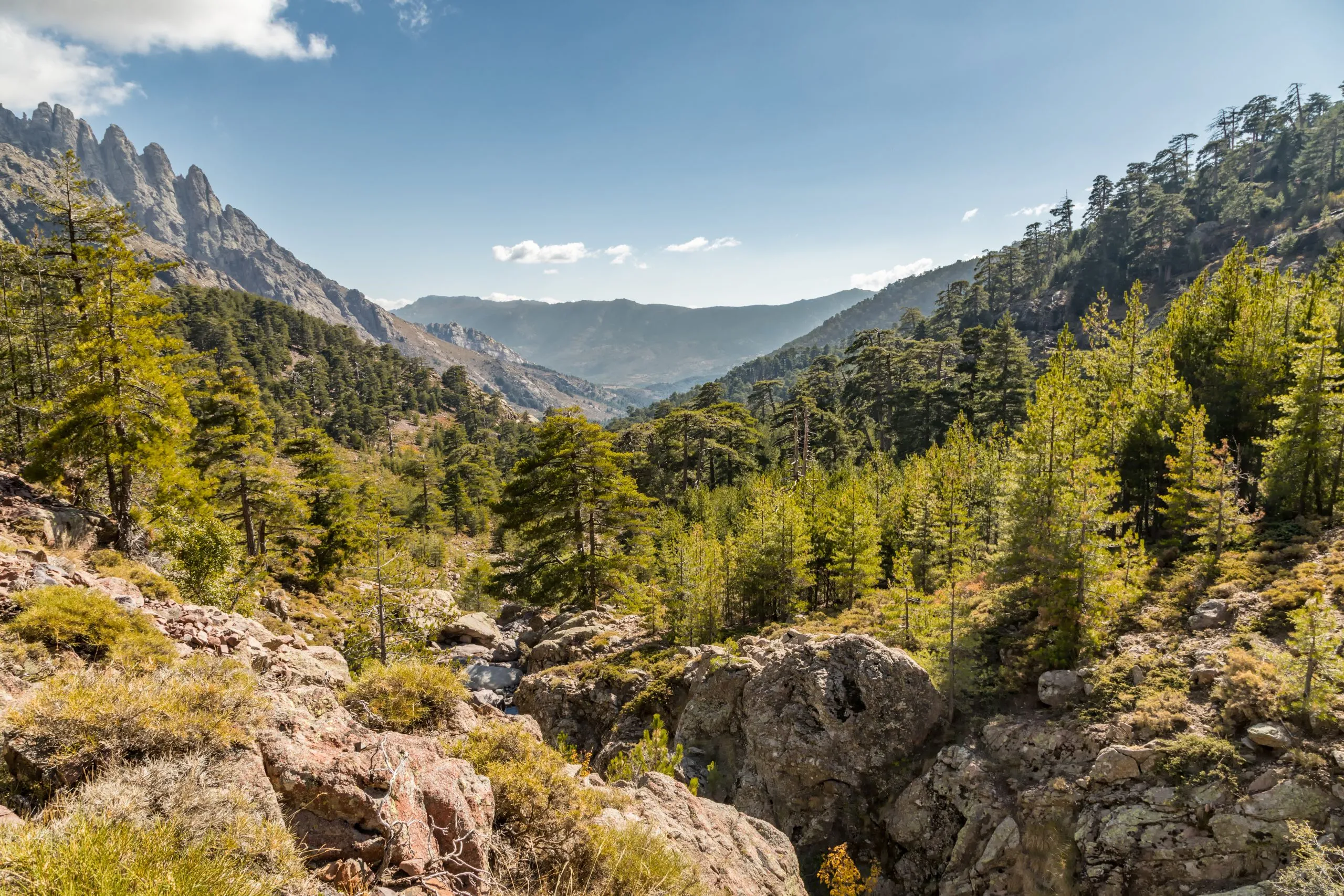 Rochers, pins et montagnes en Corse centrale